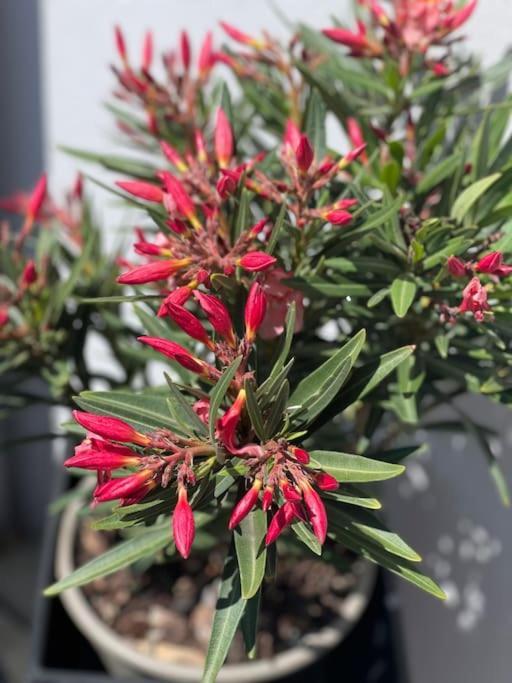 Apartment Bueschem Wohlfuehlparadies Lindlar